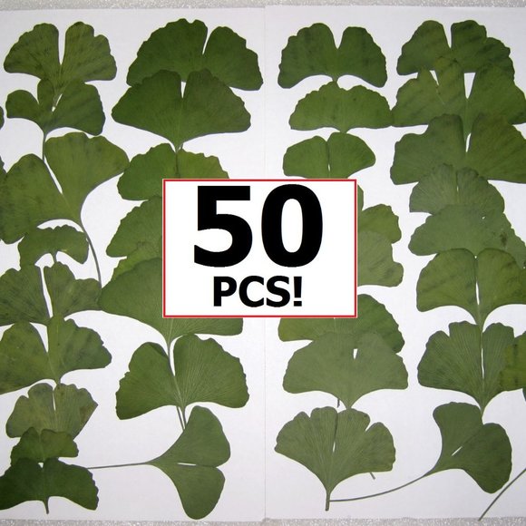 50 PCS Ginkgo Biloba Pressed Craft Leaves - Picture 2 of 5